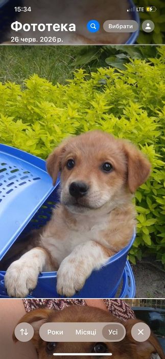 Маленький хлопчик Чіпс терміново шукає дім