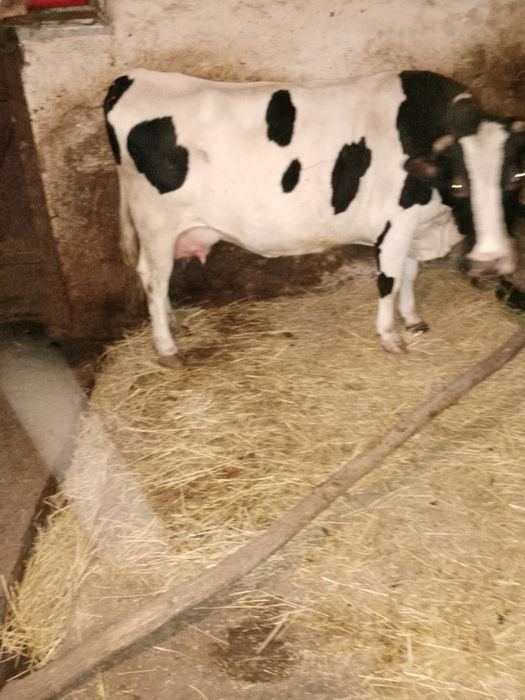 Продам добру корову