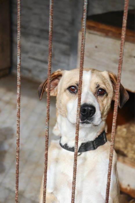 Kostek szuka pilnie domu