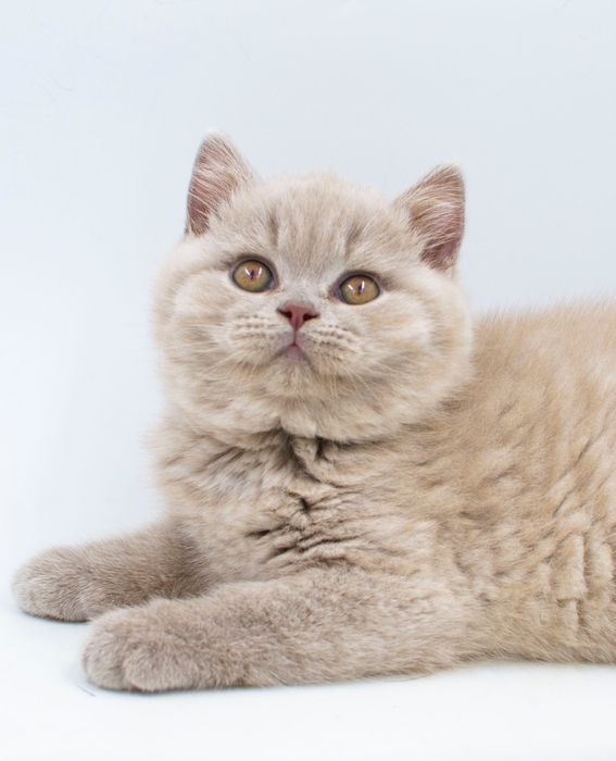 Британське лілове кошеня