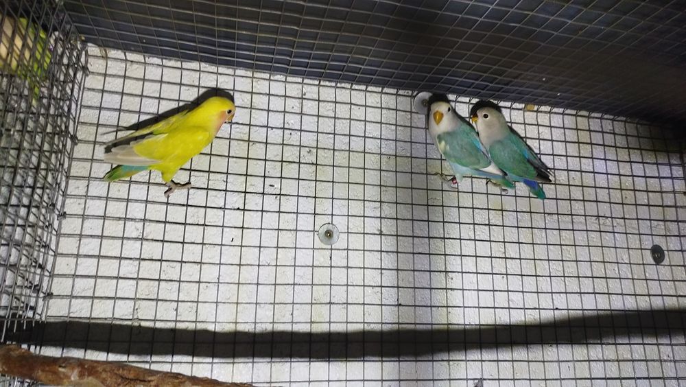 Agapornis roseicollis fêmeas