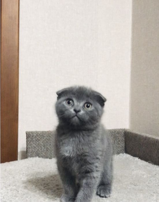 Scottish fold  ( дівчинка)