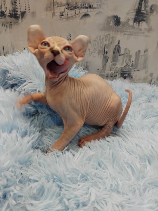 Чудесные малыши канадского сфинкса эльф