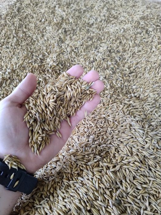 Zworkowany OWIES zboże dla koni zbiór 2025 transport  opał pellet