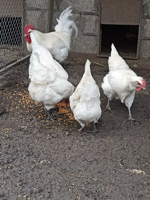 куры бресс гальский. яйцо инкубационное