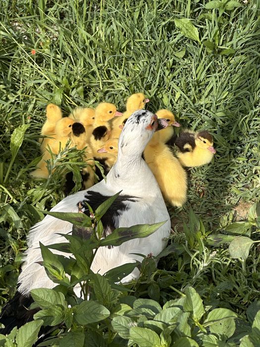 Patos mudos jovens