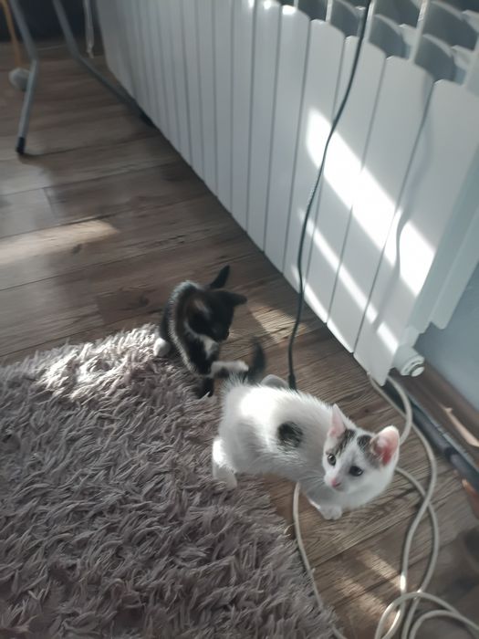 Kocięta oddam w dobre ręce