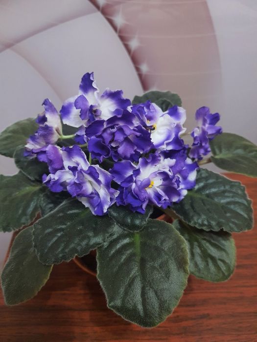 Фіалки квітучі кімнатні