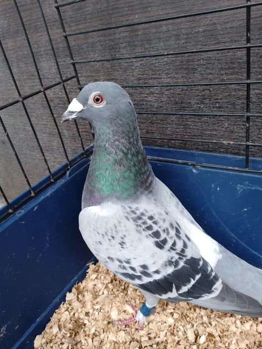 Gołębie pocztowe RO