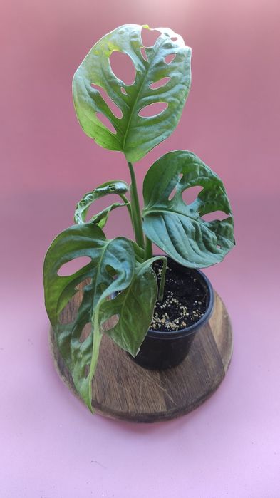 Monstera adansonii 150грн