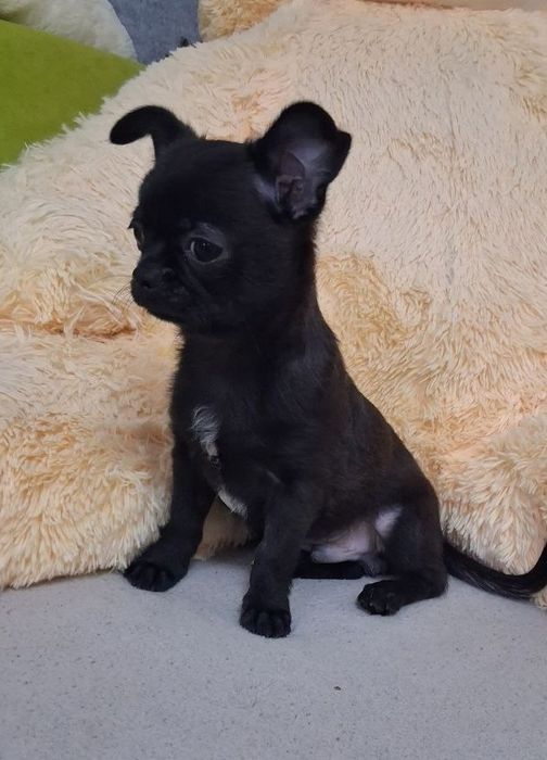 Щенки чихуахуа,  чихуашки