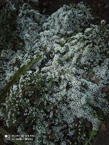 Продам Астру вкресковідную, Монеточник
