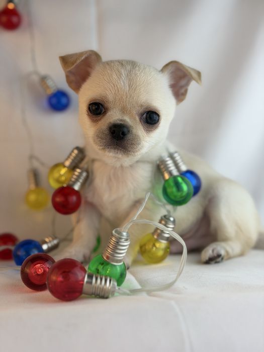 chihuahua macho branco pelo curto