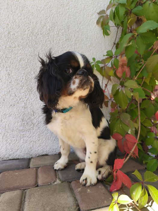 Чарльз Кинг  Спаниель мальчик