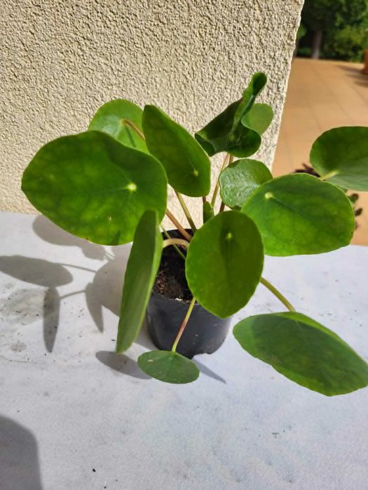 Sprzedam kwiat Pilea (Pieniążek)