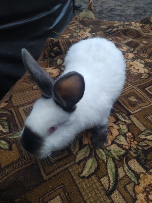 Кролі Каліфорнія