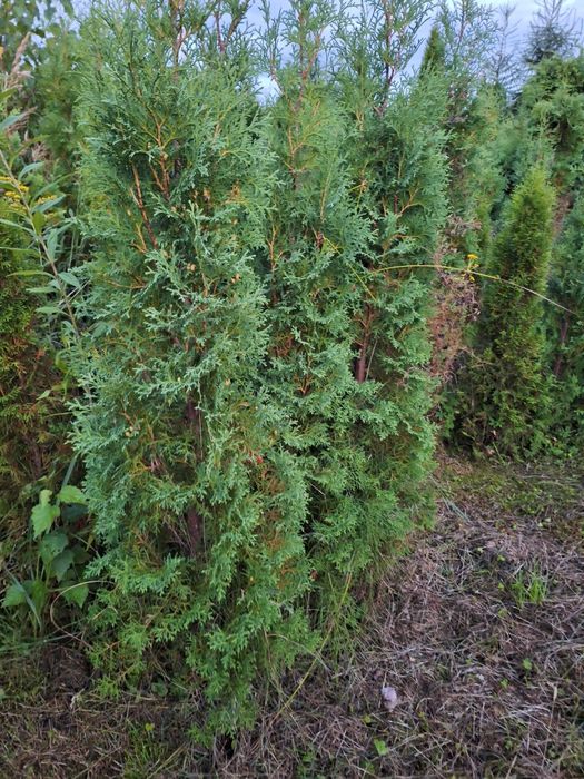 Thuja kolumnowa żywopłot