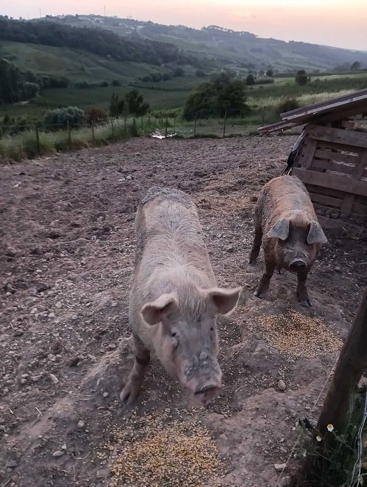 Porcos Duroc/LandRace/Malhado de Alcobaça
