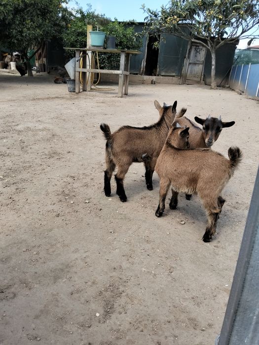 Vendo cabras anãs