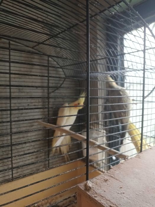 Caturras casal lindos cantadeiras