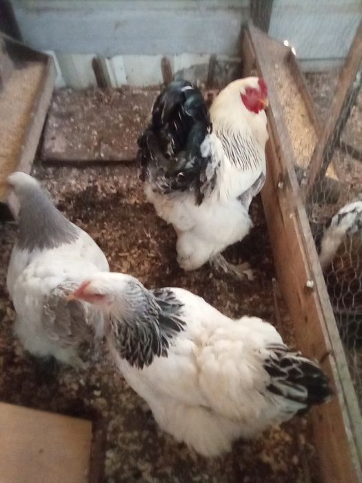 Ovos disponível brahmas light,dark e buff . Jersey gigante negro e azu