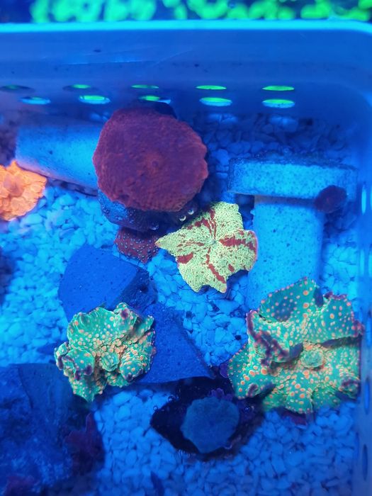 Corais discossomas e ricordias