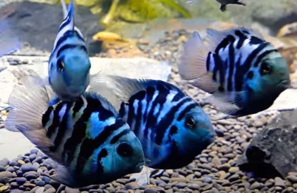 Pielęgnica papuzia odmiana BLUE TIGER - Cichlasoma parrot - dowozimy