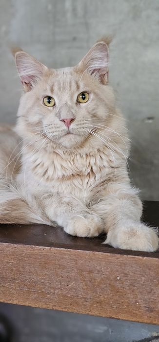 Хлопчик мейн кун