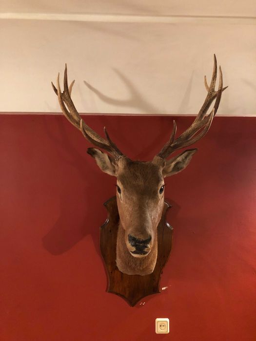 Чучело оленя с шикарными рогами красивая голова статуя для дизайна