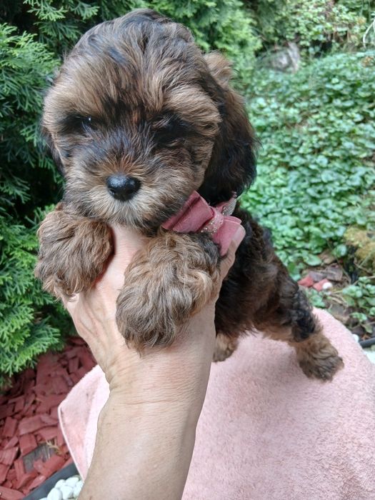 Suczka shihpoo hybryda