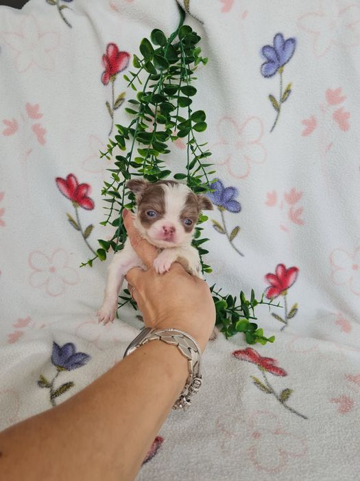 Excelente menino mini pelo longo Chihuahua/Chiuaua Cabeça de Maça,Qualidad