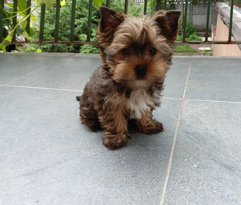 Szczeniak Yorkshire Terrier - piesek