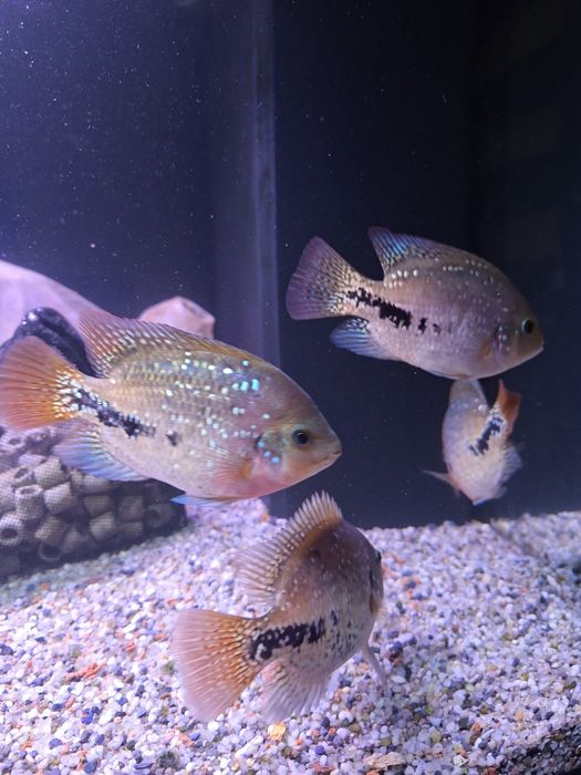 Pielęgnica Wielobarwna