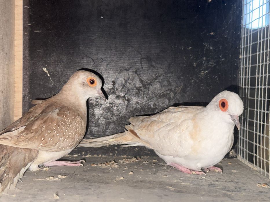 Gołąbki diamentowe para czerwona