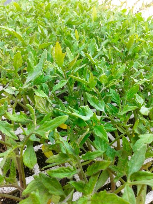 Mudas para horta - alface, couve, beterraba, cebolo, alho-francês, etc