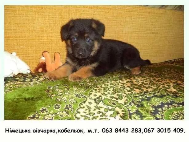 Німецька вівчарка - породні, крупні цуценята!