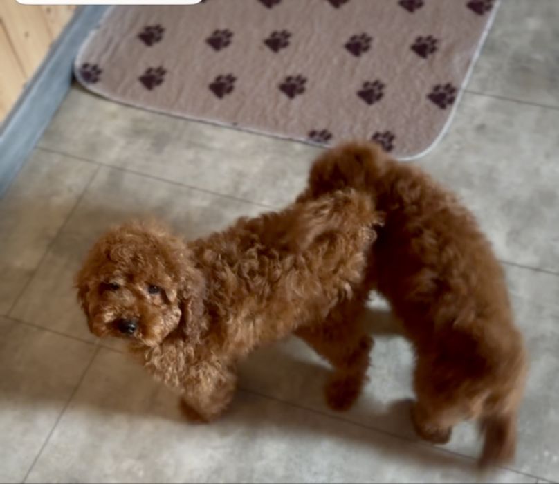 Редбраун той пуделя хлопці чіп, міжнародний паспорт мають