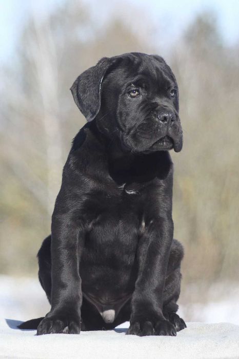 Кане корсо з документами