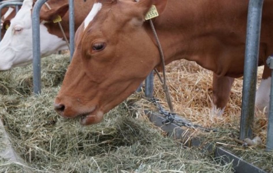 Сіно в тюках для корма, на подстилку, для мульчи, сено суданки.