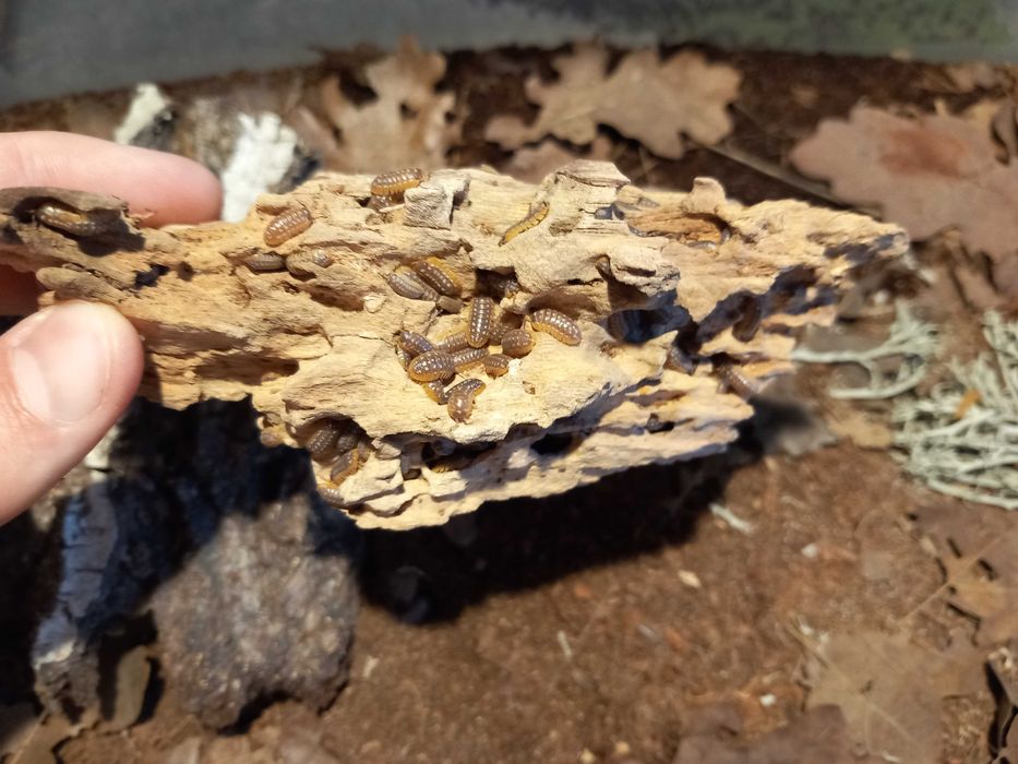 Isopody Armadillidium werneri / Porcellio laevis