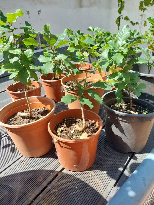 Carvalho Cerquinho Português (p/ Plantar ou Bonsai)