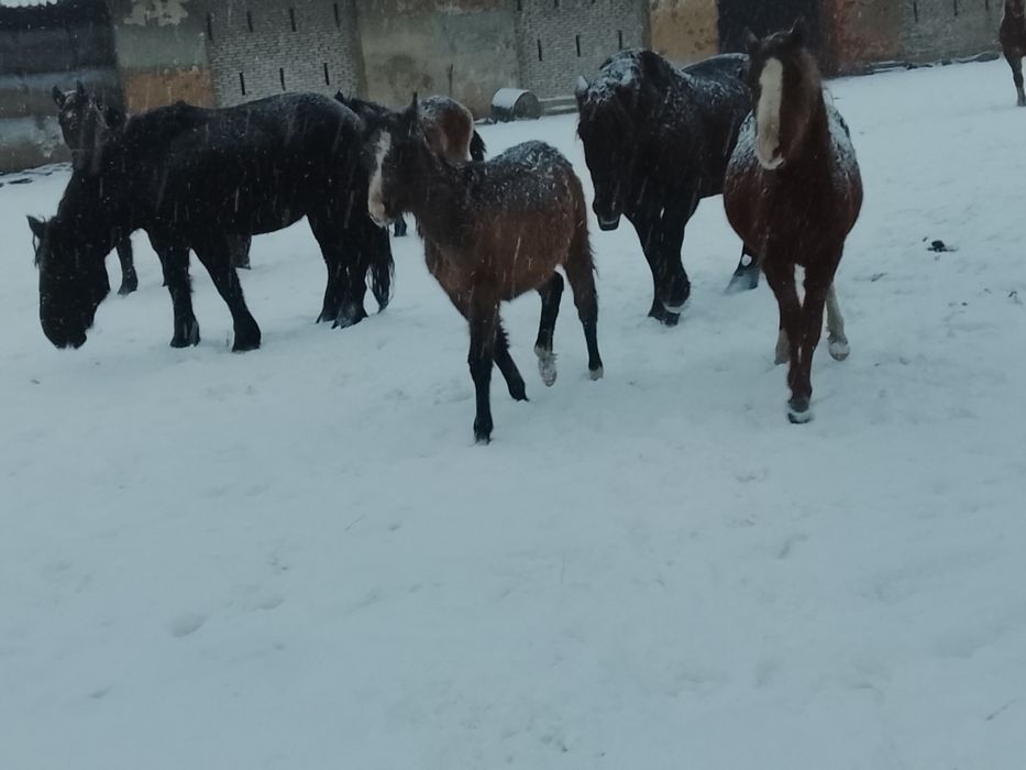 Młode klacze Arabskie