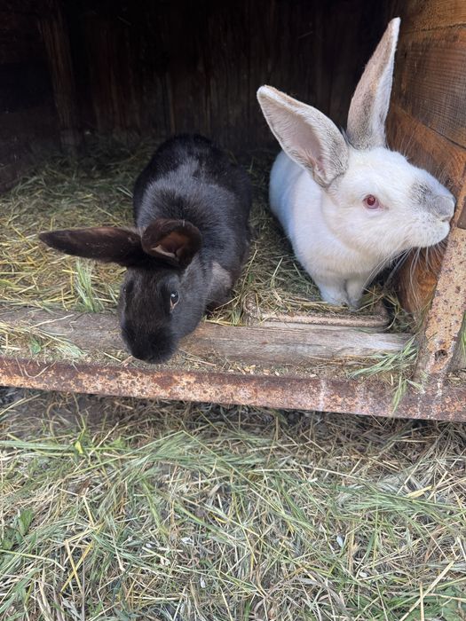 Króliki waga 2,5kg do 3,8kg