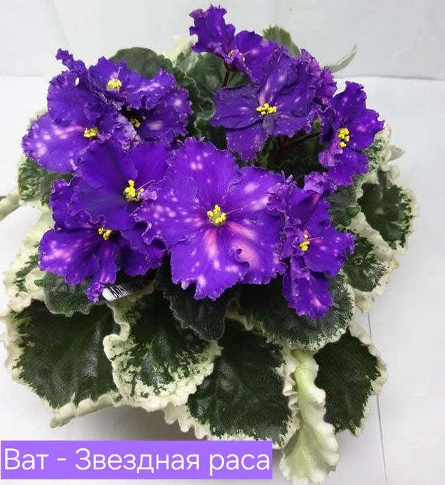 Фиалки, детки и стартеры
