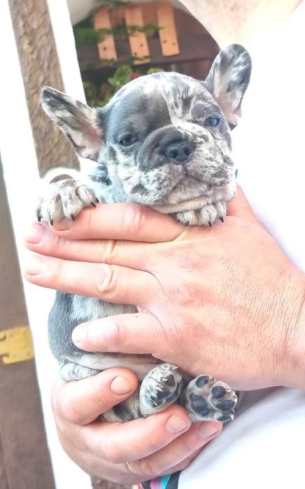 Bulldogue francês окрас Merle