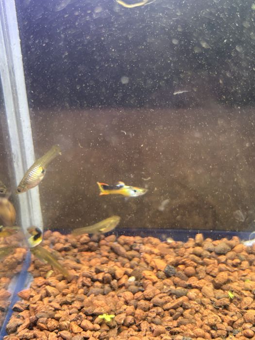 Gupiki Endlera Saddle Back