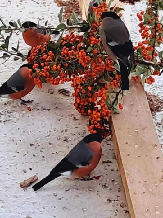 Dom Fafes Machos anilhados de 2025