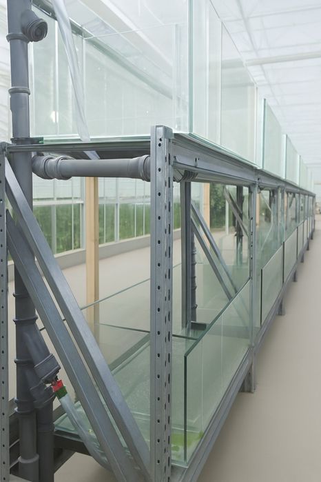 Запис на навчання інкубації креветок Макробрахіум Розенберга та АККР