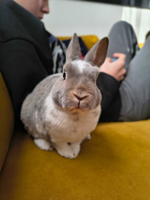 Królik miniaturka karzełek rex