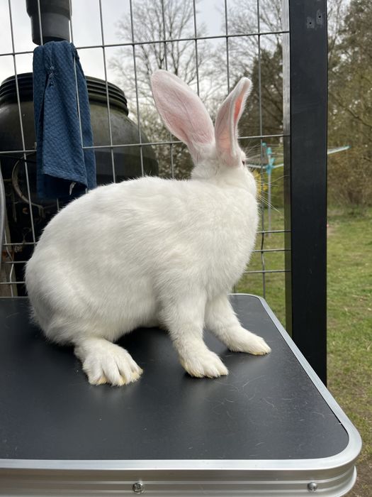 Młody samiec belga biały albinos